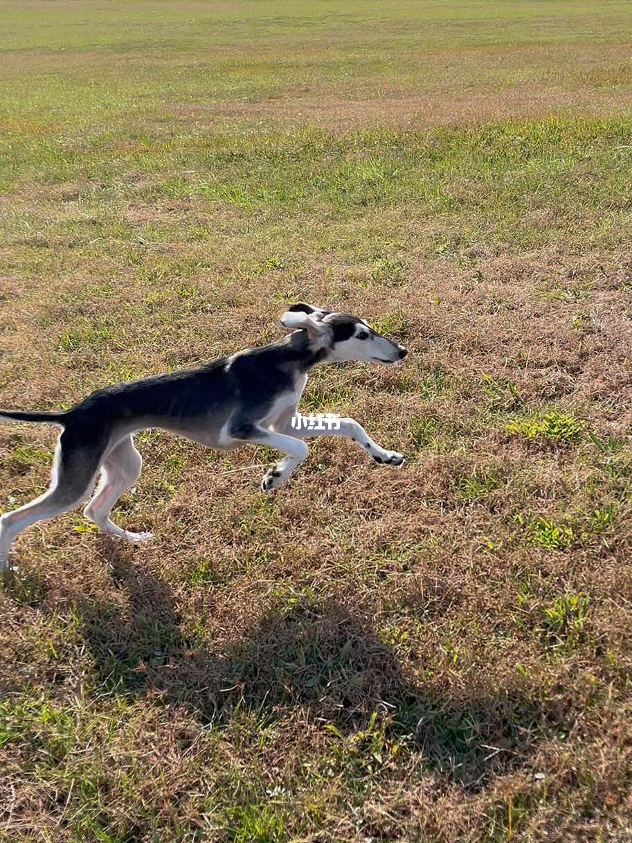 萨路基猎犬-萨路基猎犬哪里有卖的