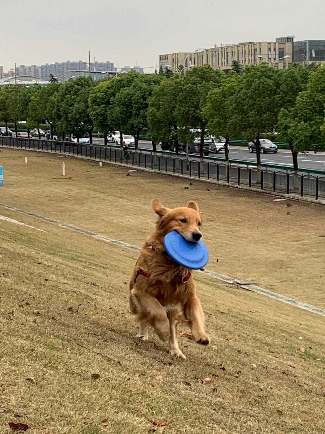 宠物冲冲冲金毛犬的简单介绍