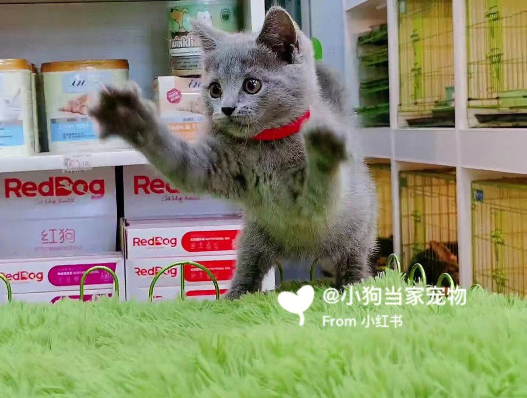 宠物店能给猫驱虫吗-宠物店可以买驱虫药吗