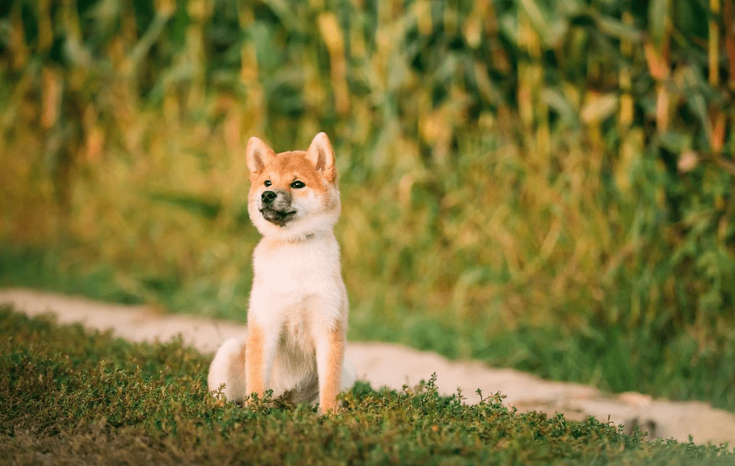 柴犬禁养吗-柴犬是禁养犬