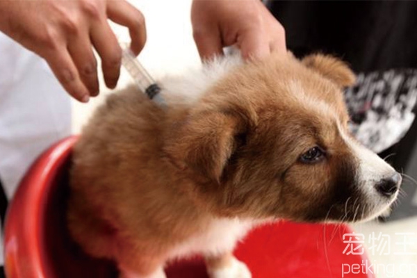 宠物狗要打狂犬疫苗吗-宠物狗都要打狂犬疫苗吗