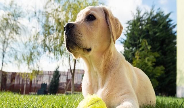 拉布拉多犬介绍-拉布拉多犬介绍及图片