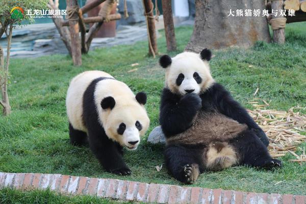 熊猫的特点-喜欢熊猫的特点