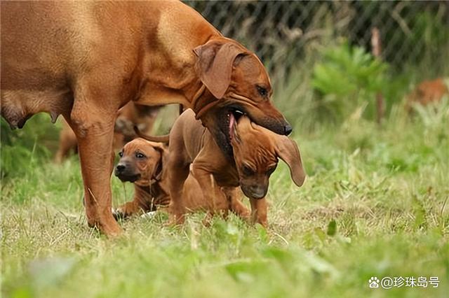 宠物犬节育-狗节育手术危险吗