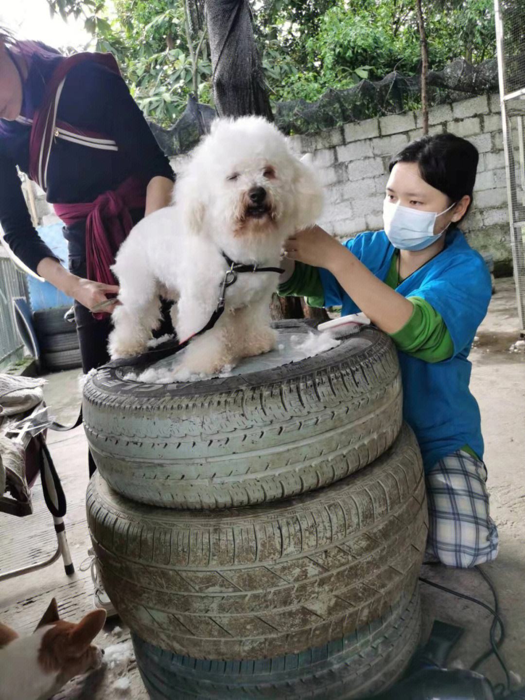 宠物公益组织-宠物公益组织小佩