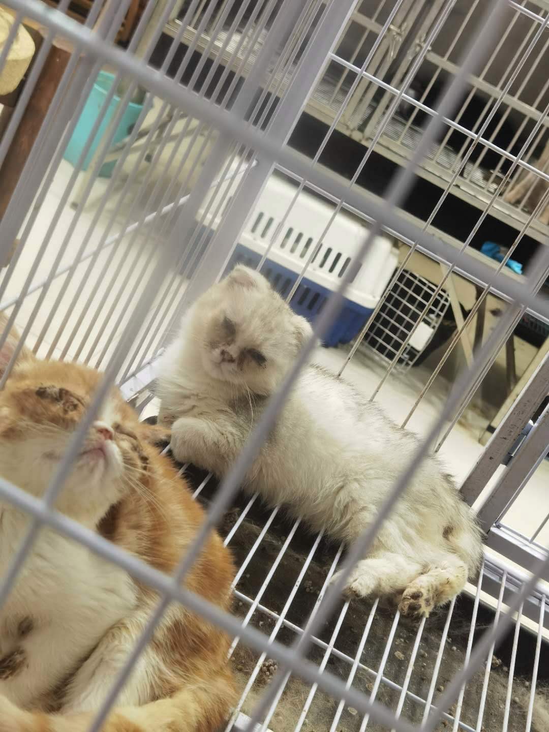 宠物店收猫吗不想养了-宠物店收猫吗不想养了怎么退