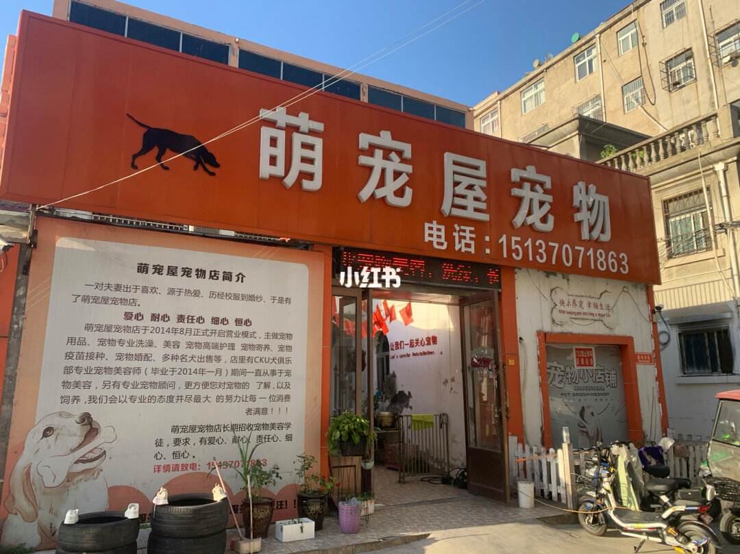 宠物店收猫吗不想养了-宠物店收猫吗不想养了怎么退