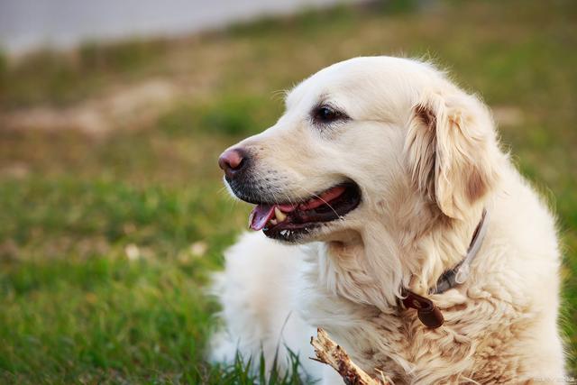 宠物犬守护-守护爱犬宠物责任险