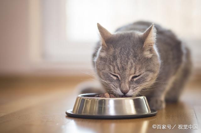 宠物猫不吃东西怎么办-宠物猫不爱吃东西怎么办