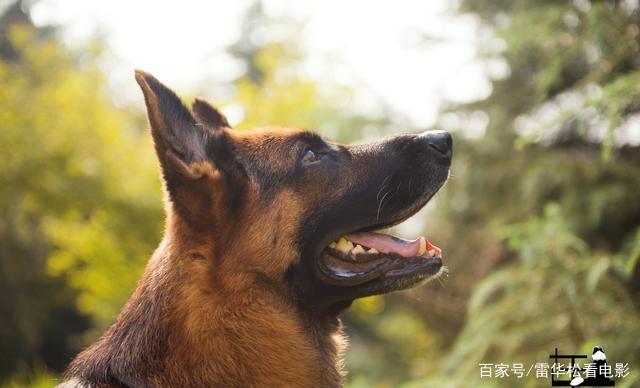 德国牧羊犬电影-德国牧羊犬电影有哪些