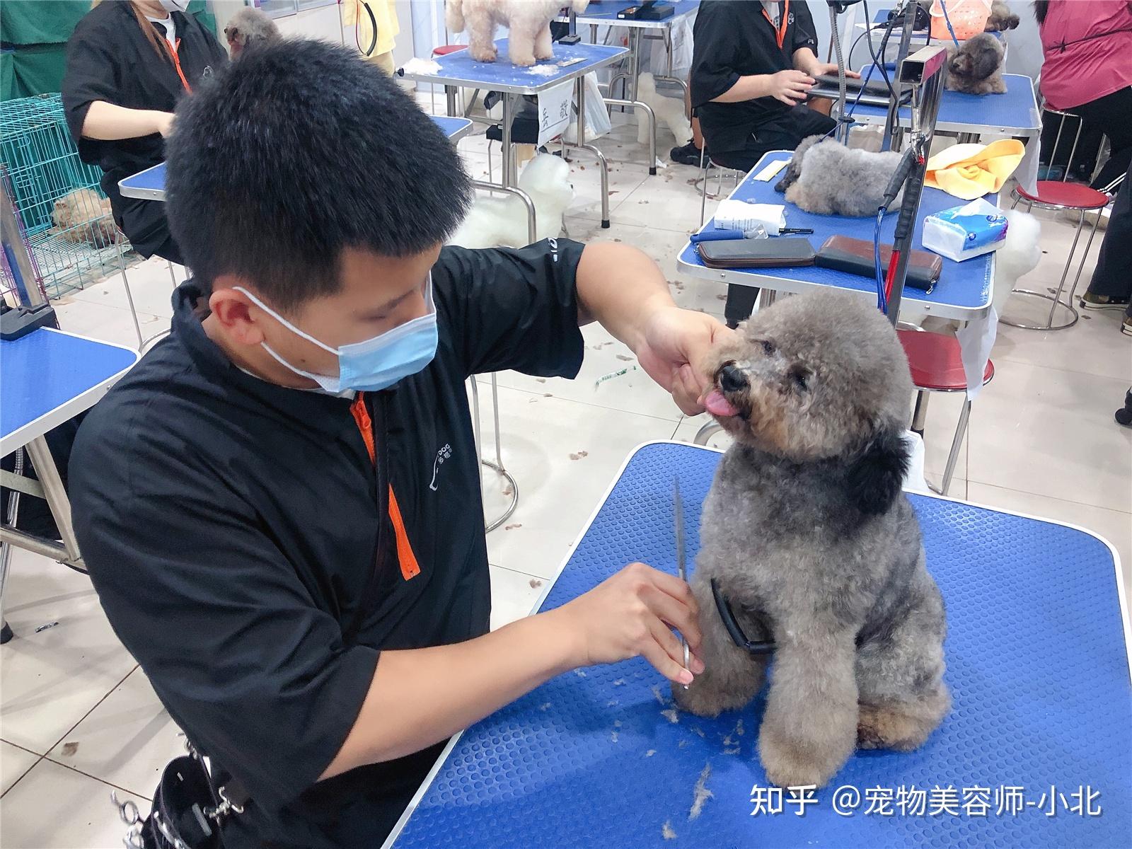 宠物美容师练剪子技巧-宠物美容师练剪子技巧视频