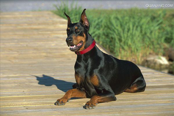 杜宾犬以为当宠物犬吗-杜宾犬以为当宠物犬吗视频