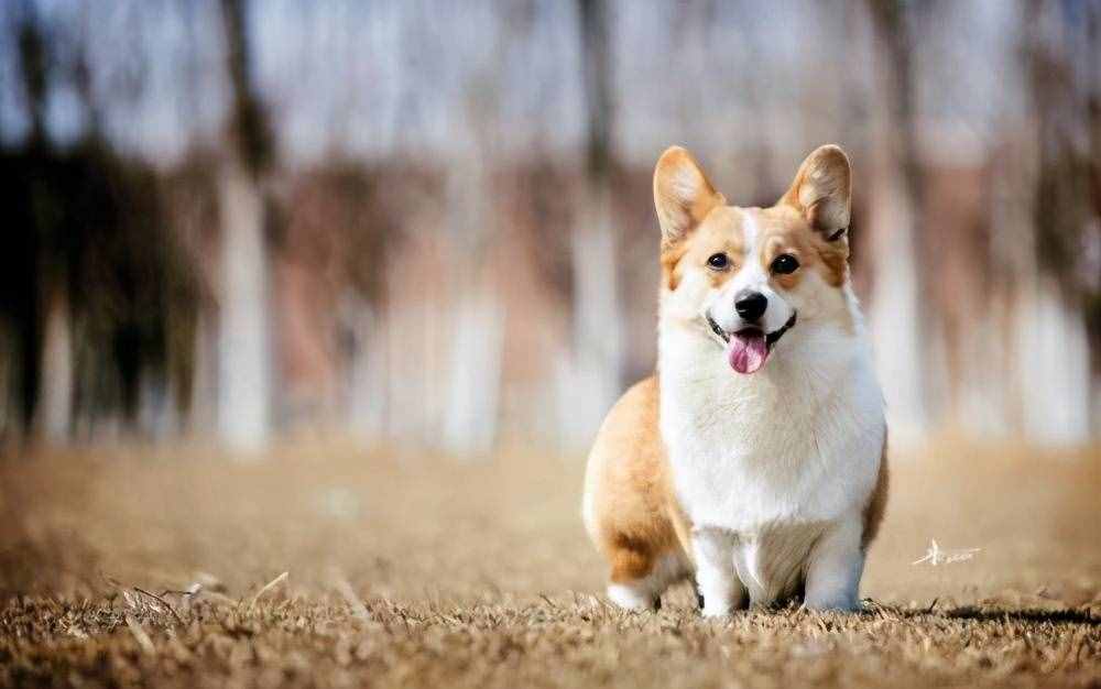 宠物狗品种小型犬-宠物狗品种小型犬价格