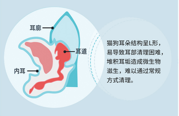 宠物耳道疾病-宠物耳道疾病有哪些