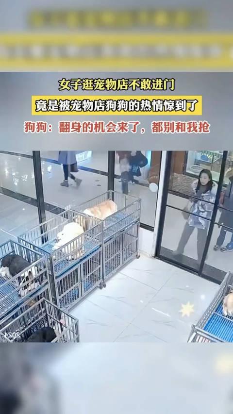 宠物店狗可以退吗-宠物店买狗可以退吗