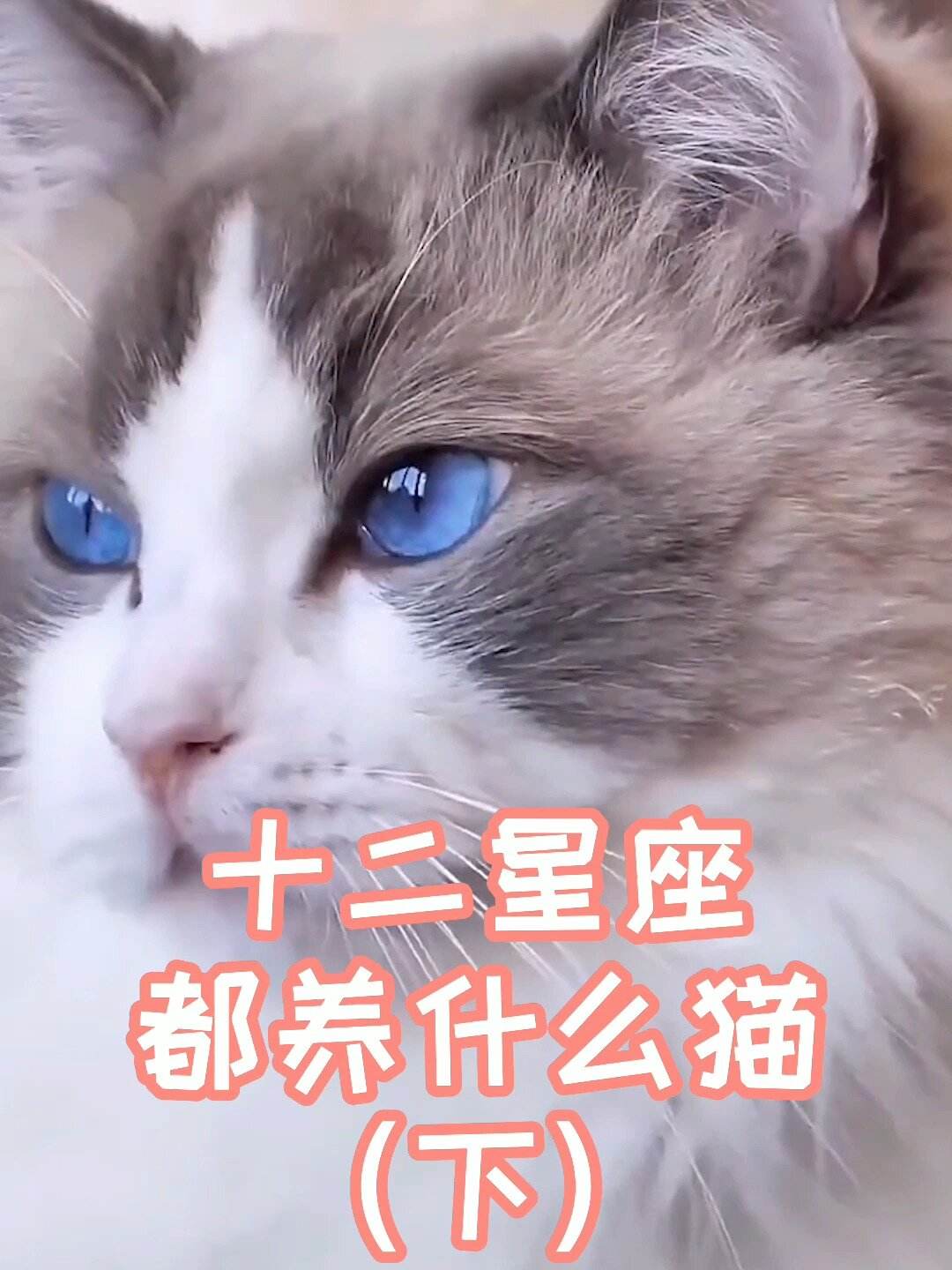 星座宠物猫-星座宠物指南是什么