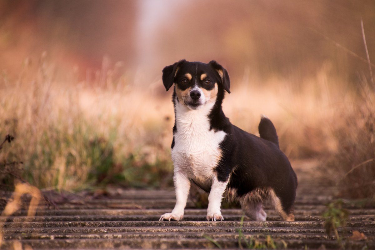 宠物犬大全图片-宠物犬种类排名大全图片