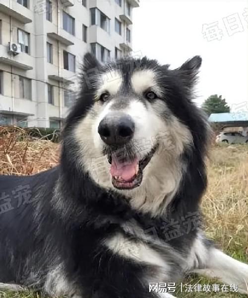 张店疯狂小狗宠物-张店疯狂小狗宠物店地址