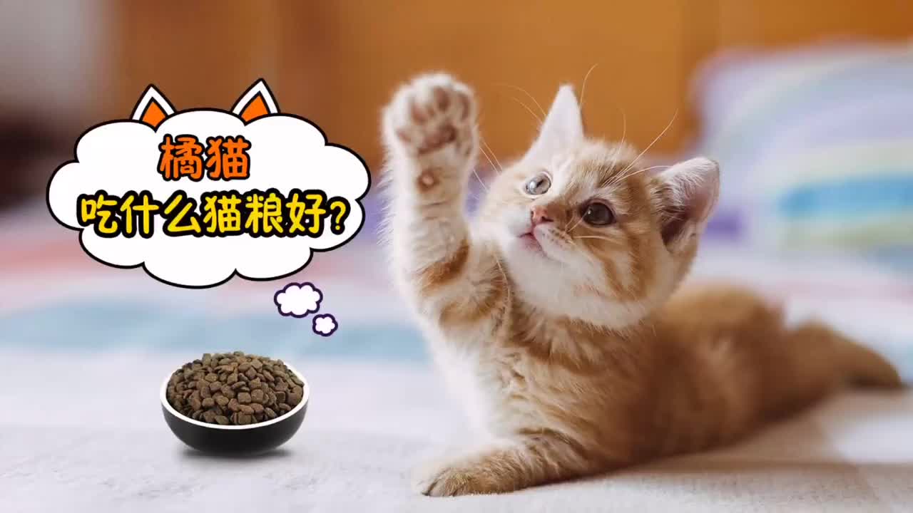 猫多大可以吃猫粮-缅因猫多大可以吃猫粮