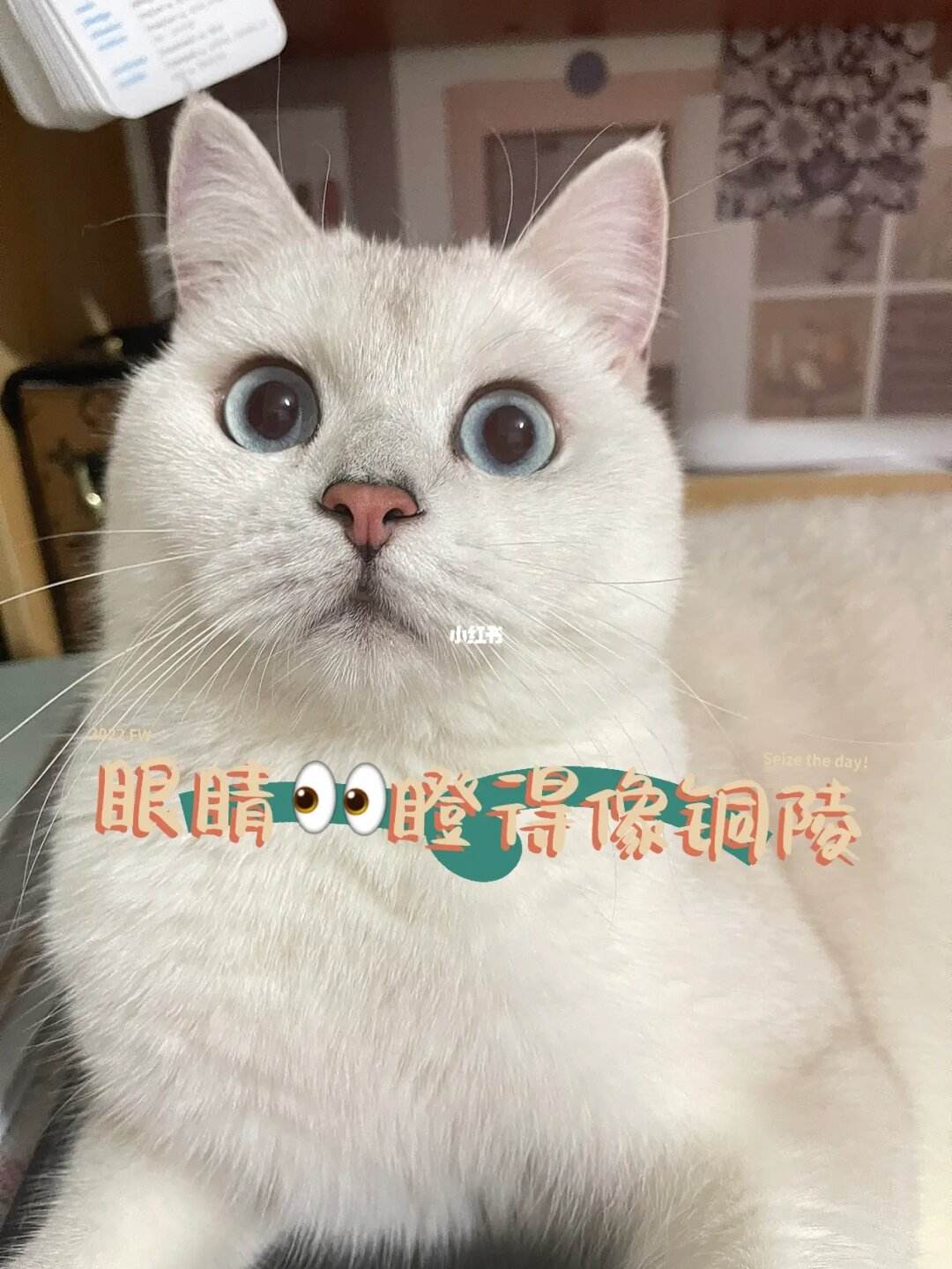 眼睛像什么-猫的眼睛像什么