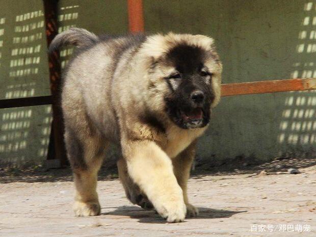 高加索和藏獒打架-高加索犬和藏獒打谁厉害