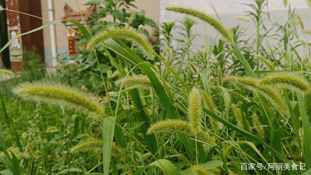 狗尾巴草的学名-狗尾巴草的学名是啥