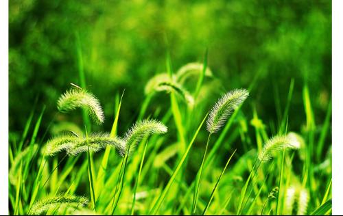 狗尾巴草的学名-狗尾巴草的学名是啥