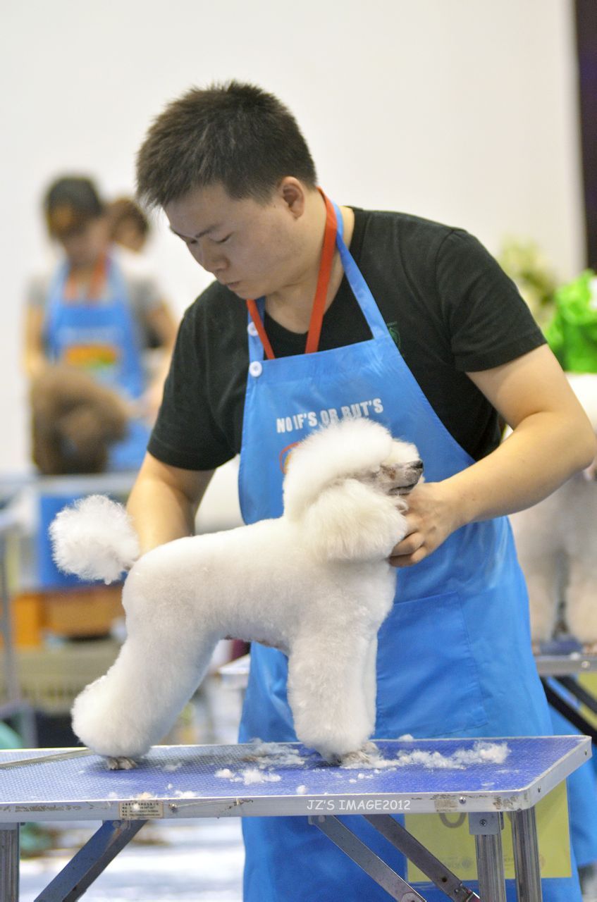 重庆宠物学校-重庆宠物学校培训价格表