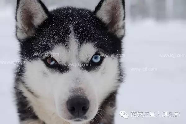 霸气点的宠物名字-霸气的宠物名字大全,各个拽得上天了!