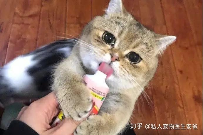 猫吃饱了还会吃吗-猫碗里面要一直有粮吗