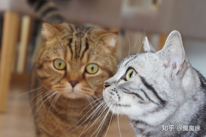 猫喜欢干什么-猫喜欢干什么作文