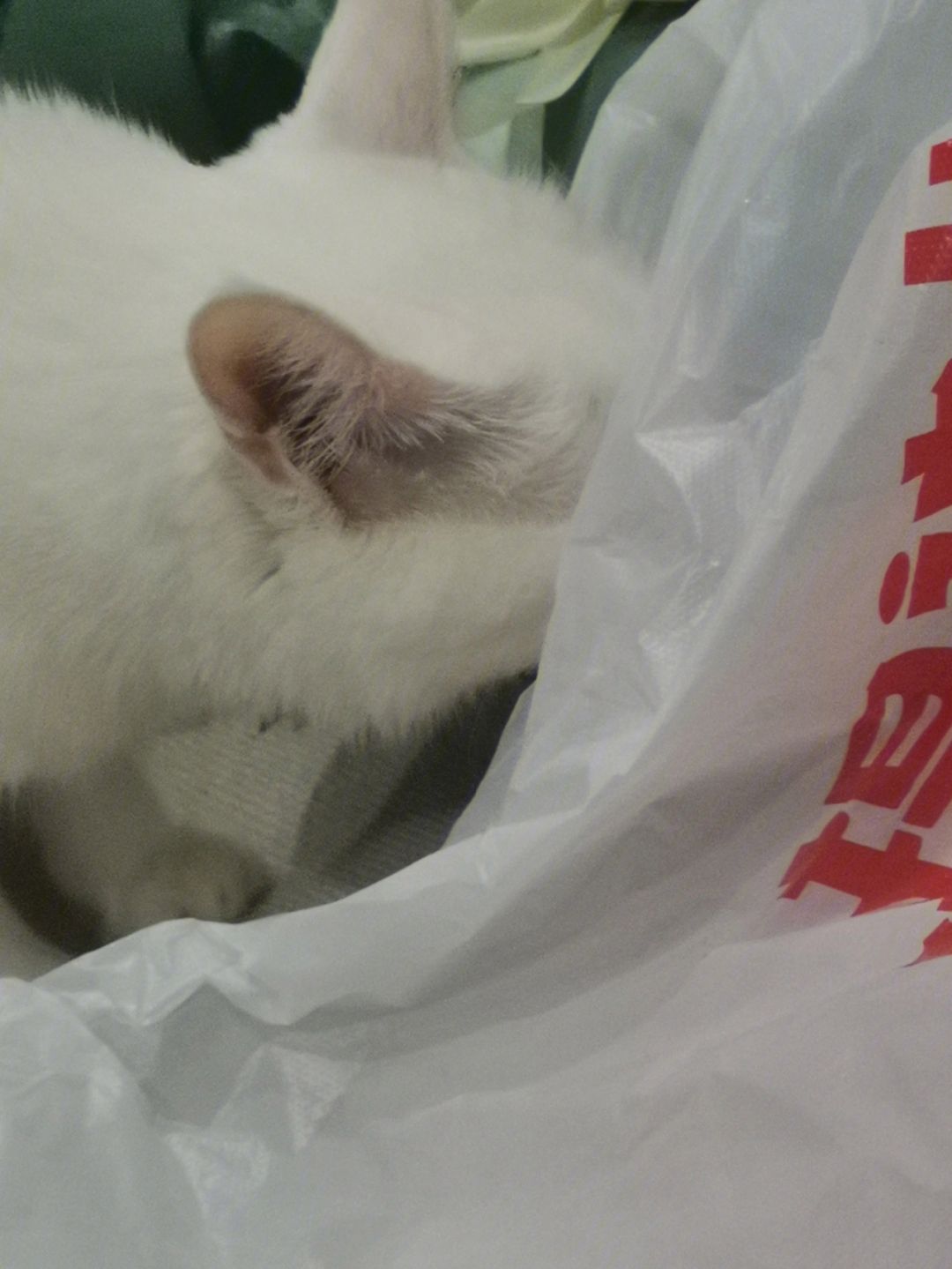 猫吃塑料袋-猫吃塑料袋是怎么回事