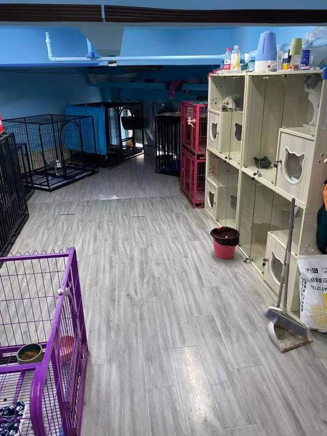 宠物店寄养猫咪多少钱-宠物店代养猫咪多少钱一天