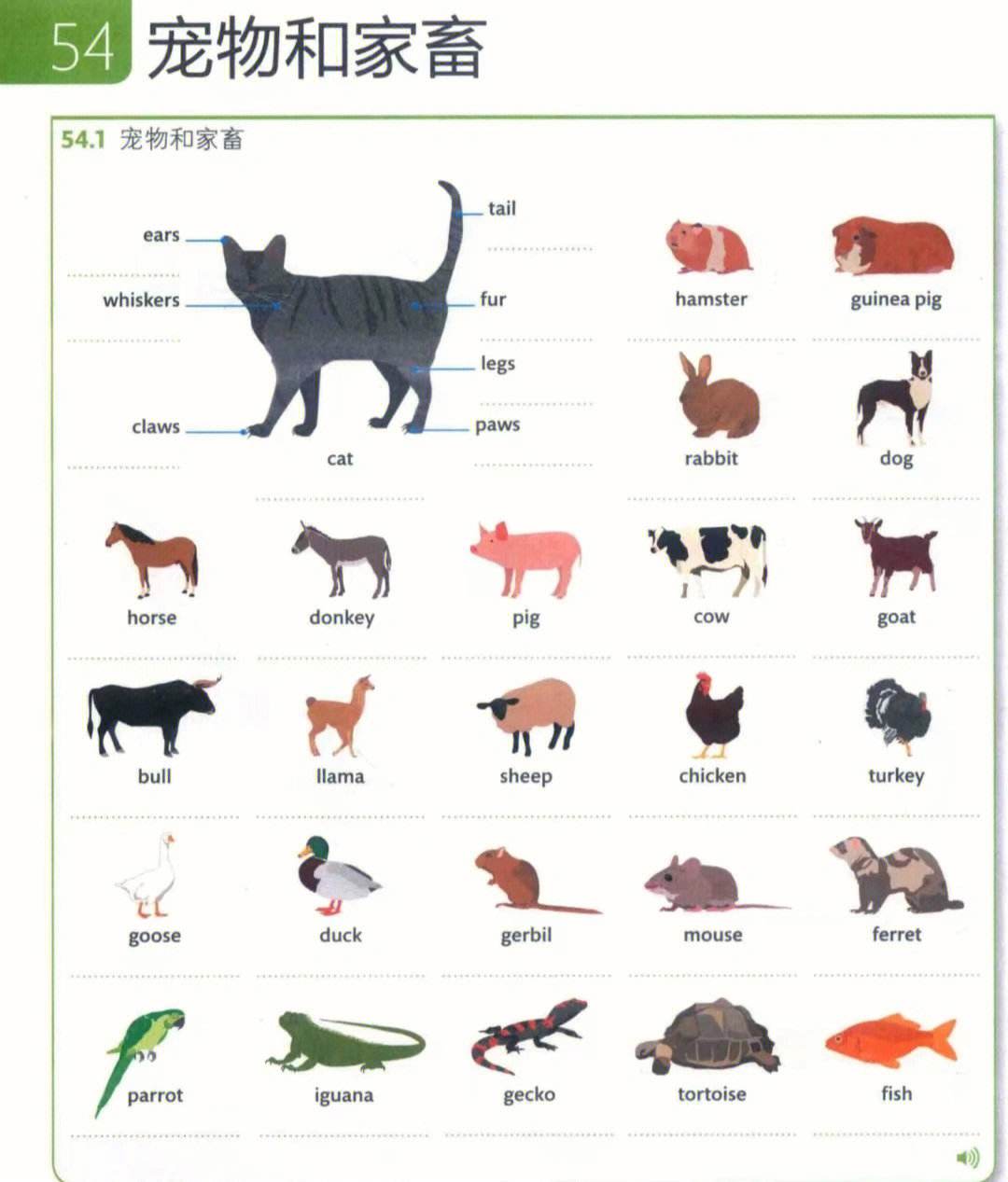 宠物英文大全图片-宠物英文大全图片高清