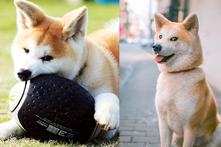 柴犬和秋田的区别-柴犬和秋田是一种吗