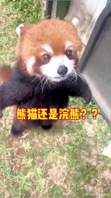 浣熊和小熊猫-浣熊和小熊猫同属一科