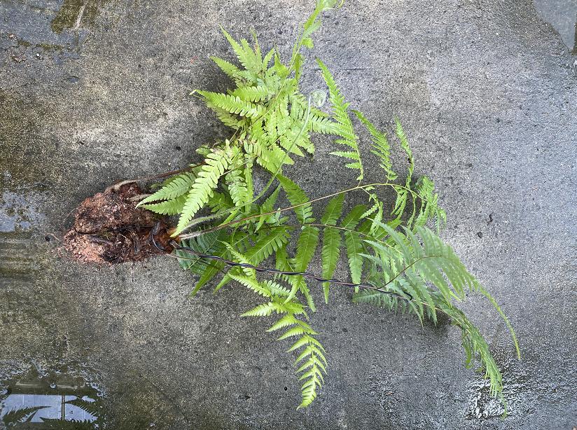 金毛狗蕨类植物-金毛狗蕨类植物怎么吃