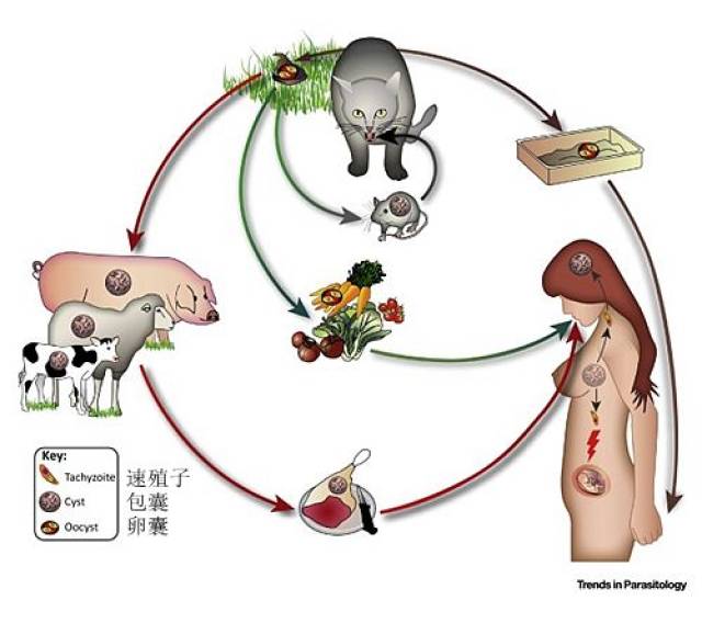 宠物弓体虫-宠物弓虫病有什么症状