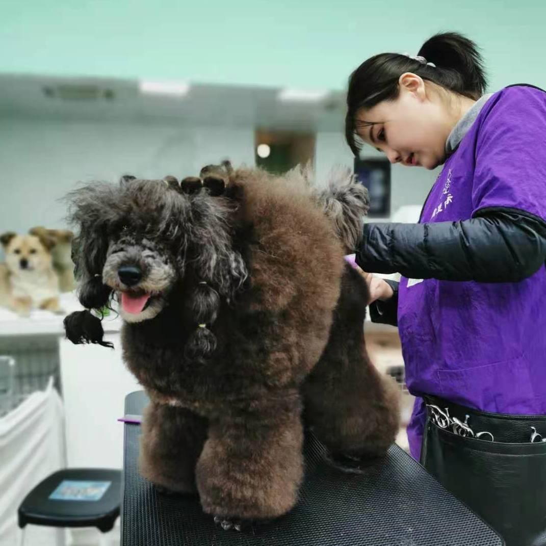 沈阳宠物美容培训哪家好-沈阳哪有学宠物美容的学校