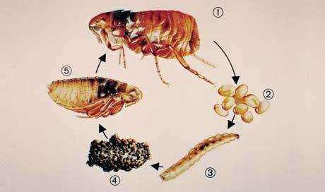 体外寄生虫-体外寄生虫的特征