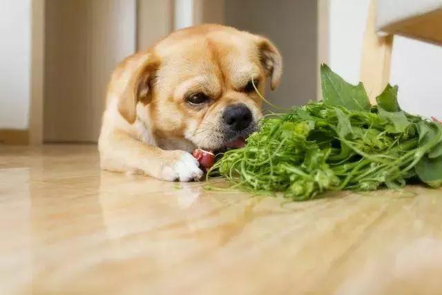 狗狗可以吃白菜吗-狗狗可以吃白菜吗生的